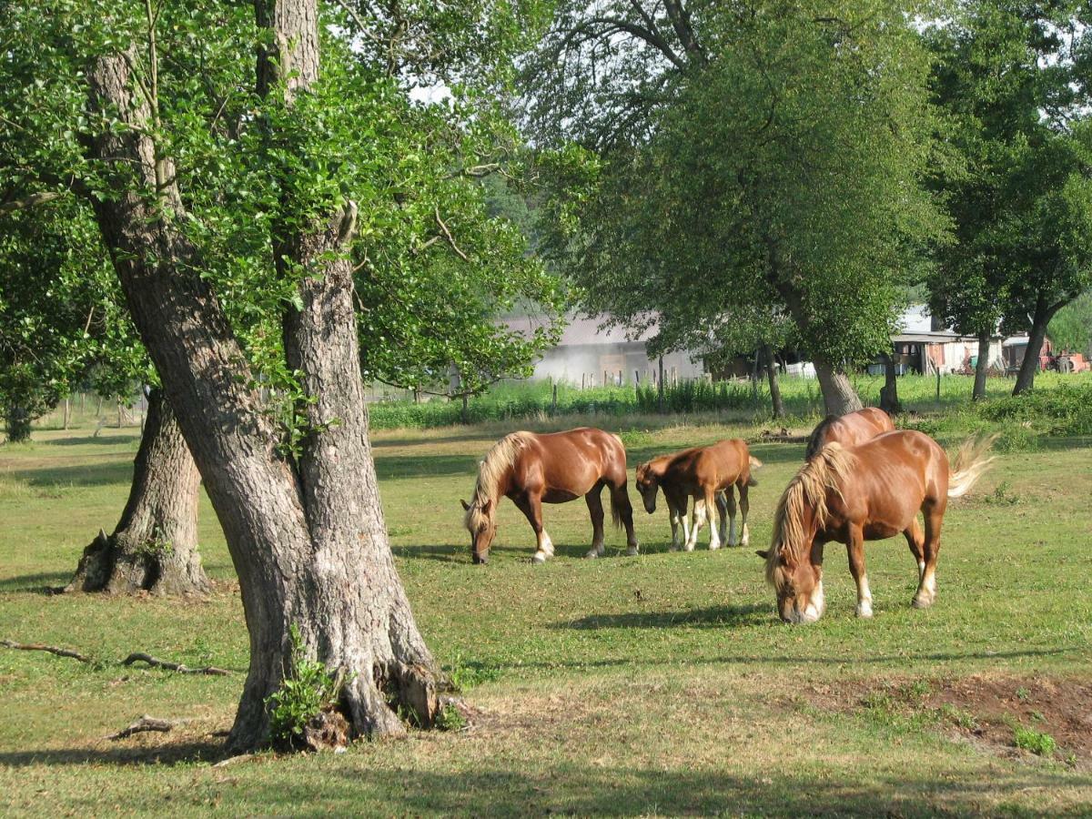 Strefa Kampinos Vila Brochów Exterior foto